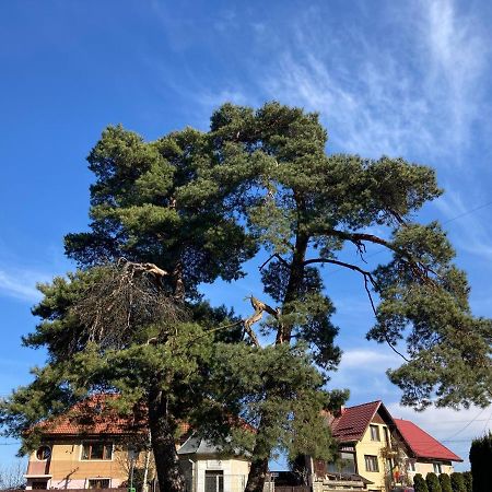 The Pines Boutique Villa Braşov Exteriör bild