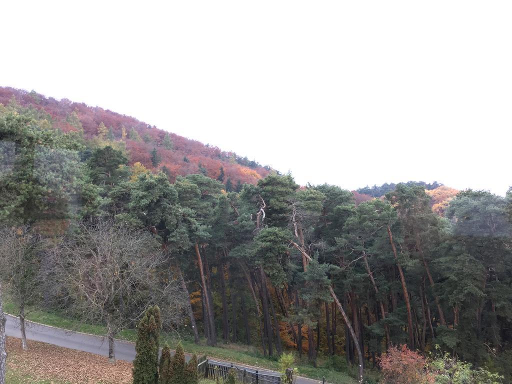 The Pines Boutique Villa Braşov Exteriör bild